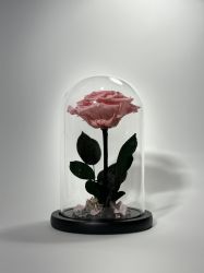 Светлорозова вечна роза в стъклен купол