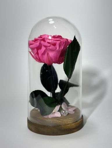 Цикламена вечна роза в стъклен купол