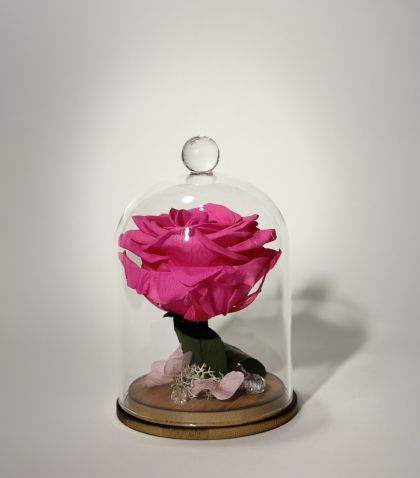 Цикламена вечна роза в стъклен купол