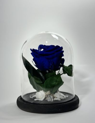 Тъмносиня вечна роза в стъклен купол