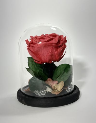 Вечна роза в стъклен купол в цвят корал