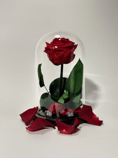 Червена вечна роза в стъклен купол