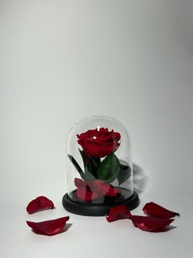 Червена вечна роза в купол