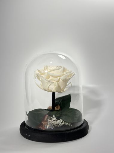 Бяла вечна роза в стъклен купол 