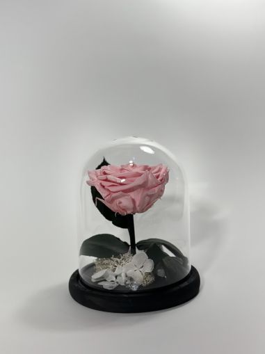 Светлорозова вечна роза в стъклен купол