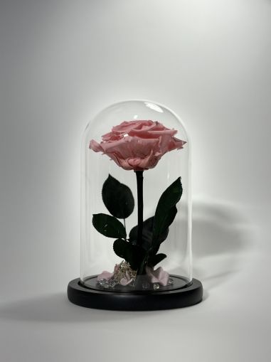 Светлорозова вечна роза в стъклен купол