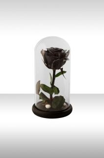 Черна вечна роза в купол