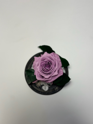 Светло лилава роза в стъклен купол