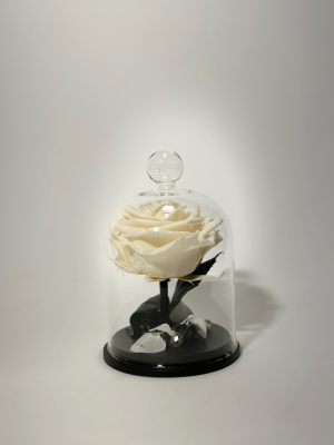 Бяла вечна роза в стъклен купол