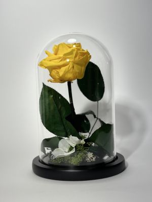 Жълта вечна роза в стъклен купол