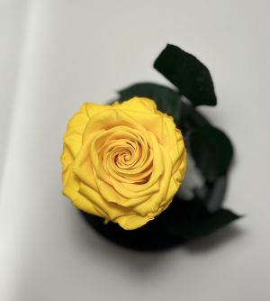 Жълта вечна роза в стъклен купол