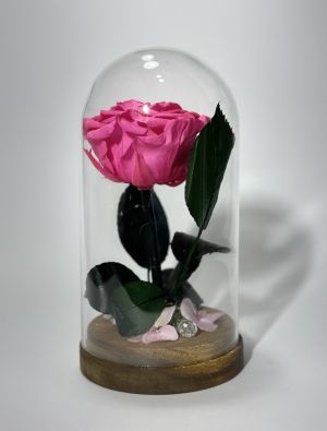 Цикламена вечна роза в стъклен купол