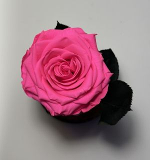 Цикламена вечна роза в стъклен купол