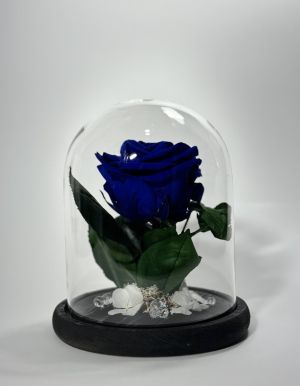 Тъмносиня вечна роза в стъклен купол