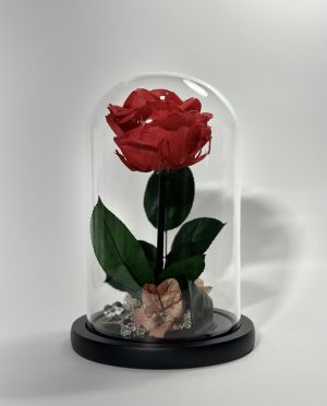 Вечна роза в стъклен купол в цвят корал