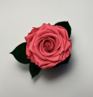 Вечна роза в стъклен купол в цвят корал