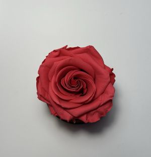 Вечна роза в стъклен купол в цвят корал