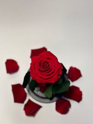 Червена вечна роза в стъклен купол