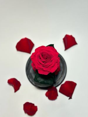 Червена вечна роза в купол
