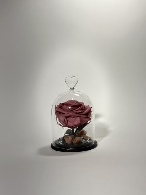 Розово- лилава вечна роза в купол