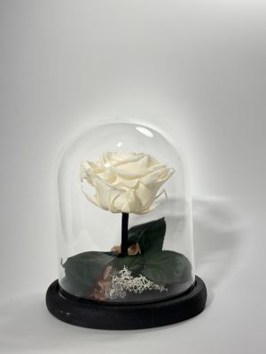 Бяла вечна роза в стъклен купол 
