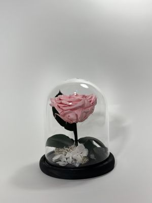 Светлорозова вечна роза в стъклен купол