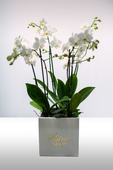 Орхидеии в кашпа
